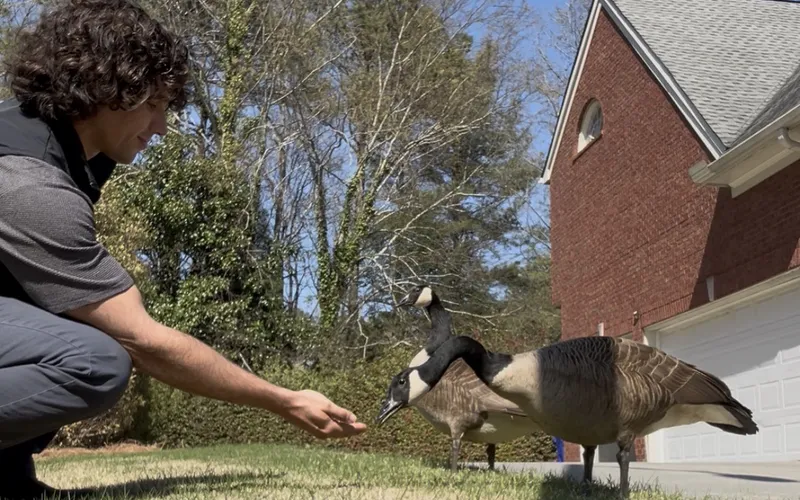Manny Pachano crouching on a lawn, holding out a hand to two Canada geese